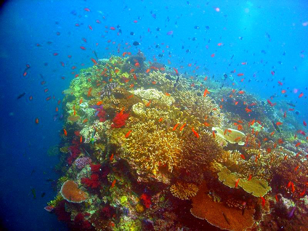 Fijian coral reef