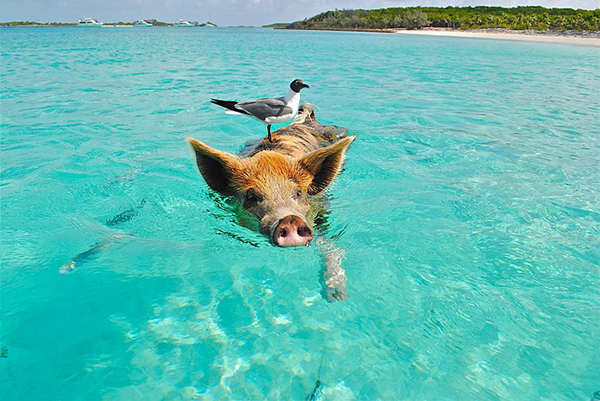 A pig taking a swim off the shores of Big Major Cay, Bahamas