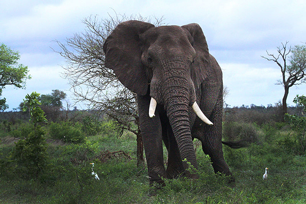 African Safari