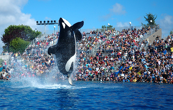 Visit Seaworld via Private Jet Charter