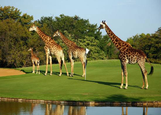 Golf in South Africa via Chartered Private Jet
