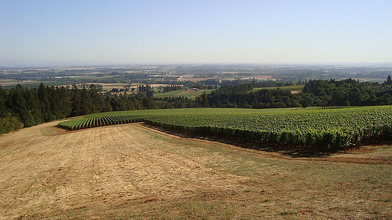 800px-Wine_Country_of_the_Dundee_Hills,_Oregon