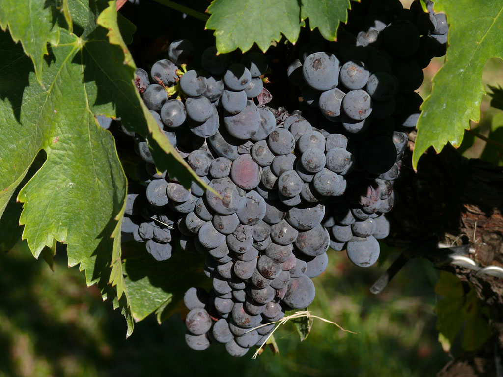 Get a Jet Charter Quote to Go to the World’s Finest Wine Destinations Montefalco_z09