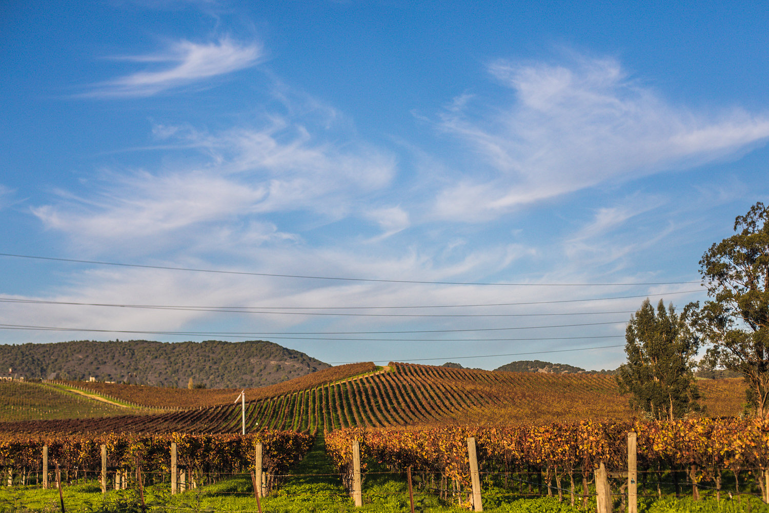 Sonoma in 72 Hours 3E6A7248